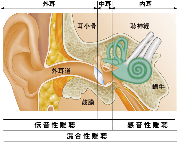 耳の構造図